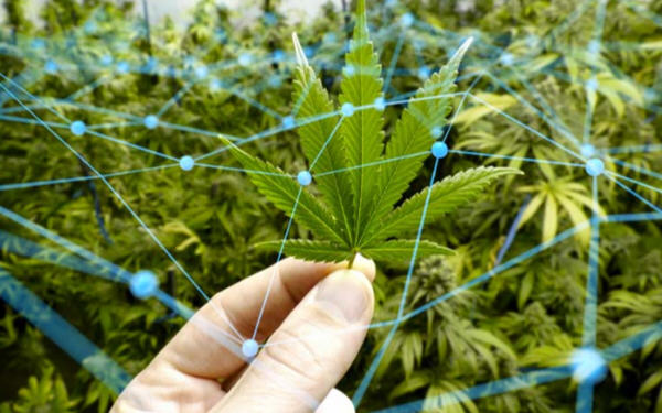 当大麻行业遇上区块链