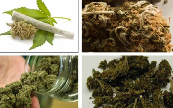 过半美国人认为大麻应该合法化，美国大麻产业的未来如何？