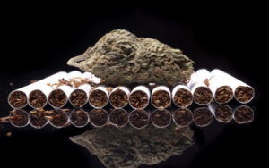烟草和大麻