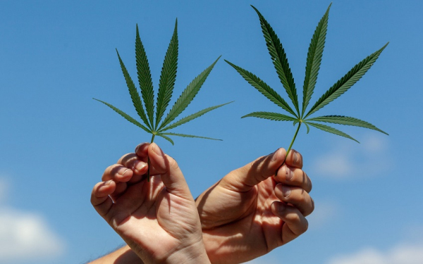 大麻行业并购