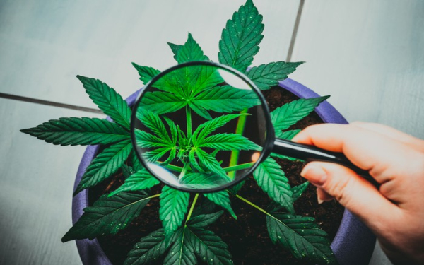 加拿大大麻行业