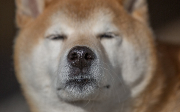 狗狗币价格刚刚下跌的原因？