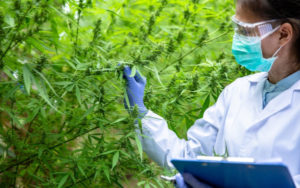 全球最大大麻公司