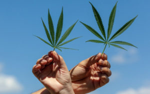 美国大麻公司