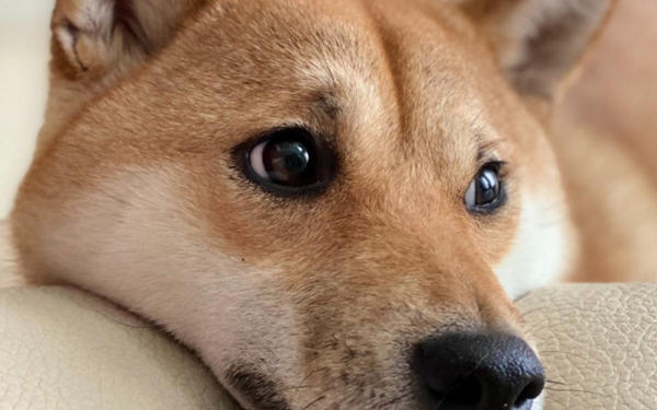 狗狗币
