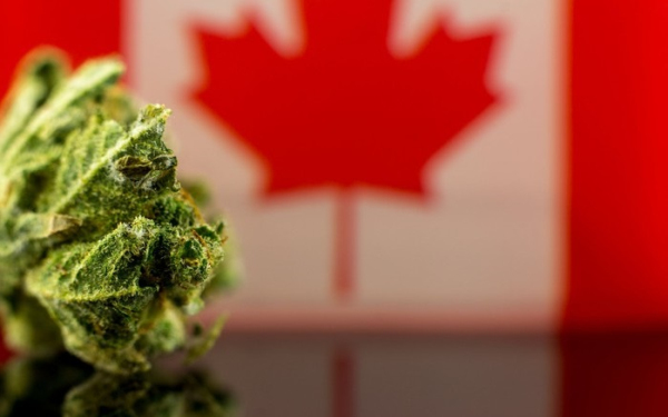 加拿大大麻股