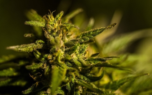 美国大麻股
