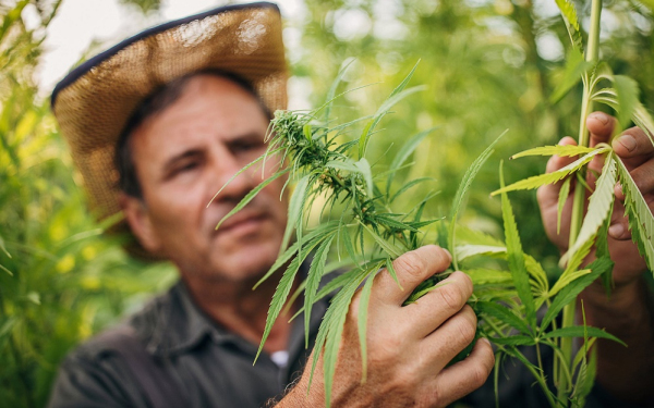 大麻股