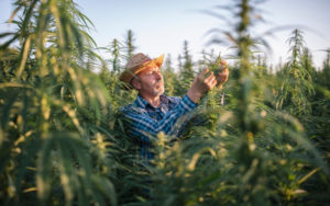 大麻成长股