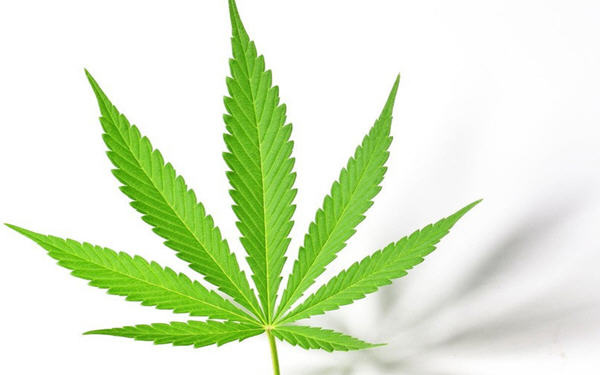 大麻股票