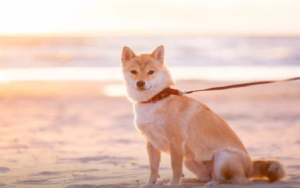 这种加密货币比柴犬币更值得买入