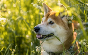 柴犬币是否值得购买，这里有三个理由
