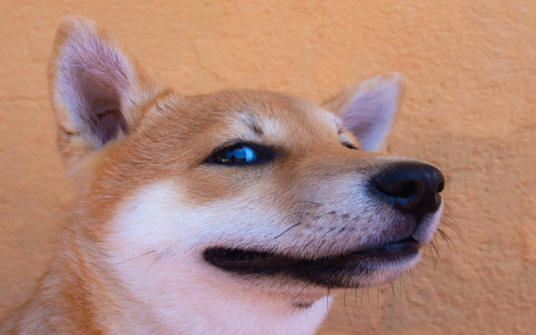 如果在15个月前用100美元投资柴犬币，现在会有多少收益？