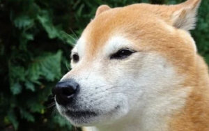柴犬币继续上涨，原因是什么？
