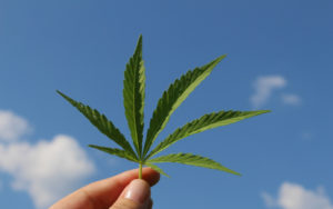 大麻银行