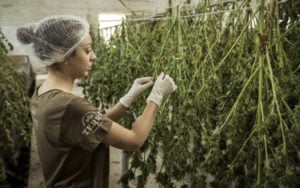 大麻生产商转种蔬菜