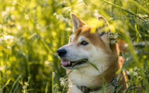 为什么柴犬币今天上涨了40%？你应该买入吗？