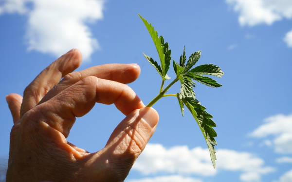 2023年北美大麻行业有哪些看点