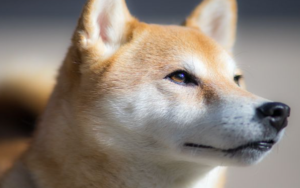 诸多催化剂未兑现，终于到了放弃柴犬币的时候了吗？