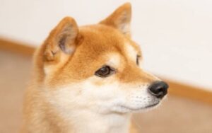 柴犬币价格能在2025年达到1美元吗？这中间存在一个巨大的数学障碍