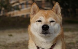 每位柴犬币投资者都应在今年关注这些数据