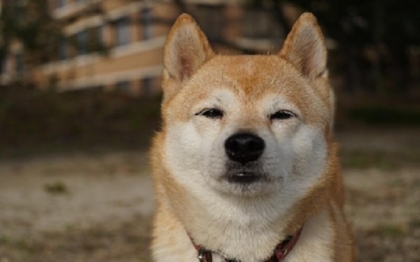 每位柴犬币投资者都应在今年关注这些数据