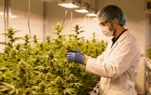 With Rescheduling Looming, Green Thumb Emerges as a Prime Financial Winner