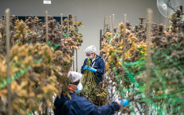 5 Ways to Invest in U.S. Cannabis Policy Reform
