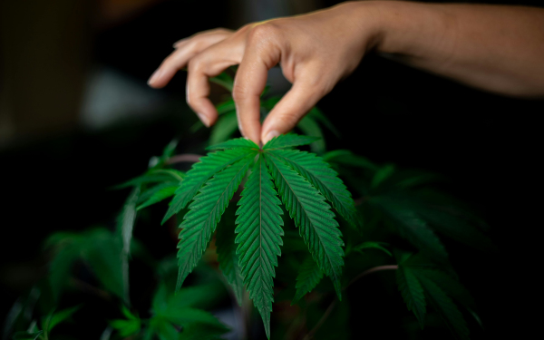 Tilray Soars 22%, Time to Buy Pot Stocks?